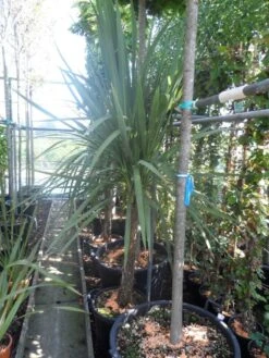 Cordyline (Cordyline Australis) 23 Cordyline (Cordyline Australis) -Tuinplanten Winkel cordyline australis 150 175 cont