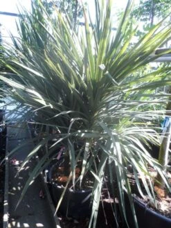 Cordyline (Cordyline Australis) 24 Cordyline (Cordyline Australis) -Tuinplanten Winkel cordyline australis 175 200 meerstammig