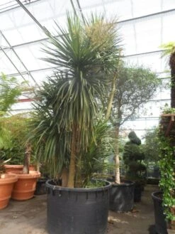 Cordyline (Cordyline Australis) 25 Cordyline (Cordyline Australis) -Tuinplanten Winkel cordyline australis 300 400 c750 meerstammig