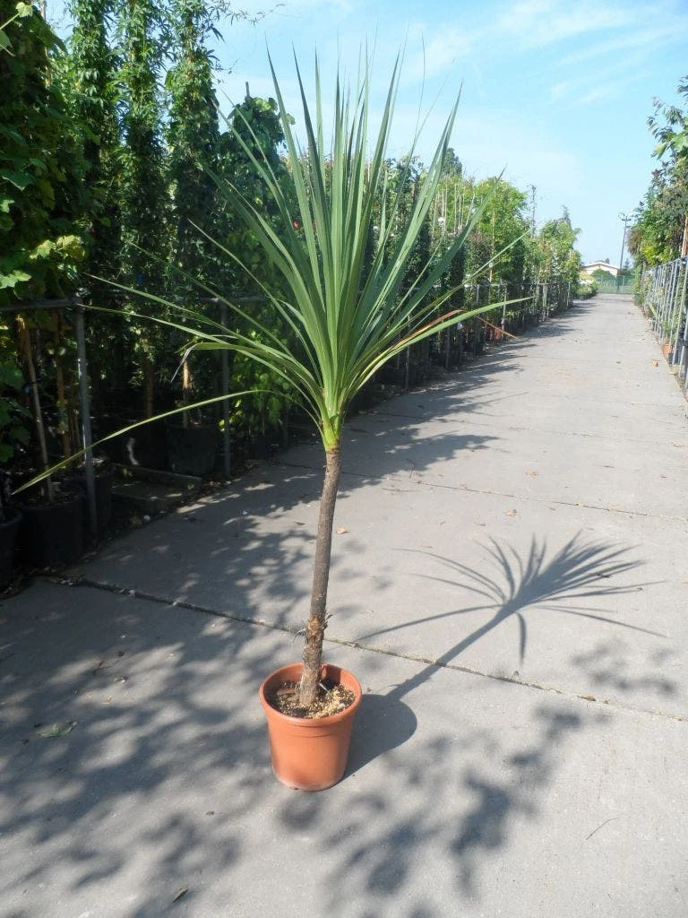 Cordyline (Cordyline Australis) 13 Cordyline (Cordyline Australis) - Afbeelding 11