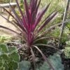 Cordyline (Cordyline Australis 'Electric Pink') -Tuinplanten Winkel cordyline australis cherry sensation