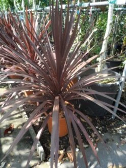 Cordyline (Cordyline Australis 'Atropurpurea') 9 Cordyline (Cordyline Australis 'Atropurpurea') -Tuinplanten Winkel cordyline australis red star c10