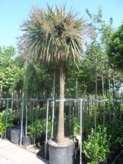 Cordyline (Cordyline Australis) 27 Cordyline (Cordyline Australis) -Tuinplanten Winkel cordyline australis solitair 250stam