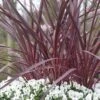 Cordyline (Cordyline 'Can Can') 2 Cordyline (Cordyline 'Can Can') -Tuinplanten Winkel cordyline cancan02