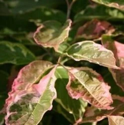 Kornoelje (Cornus Florida 'Cherokee Daybreak') -Tuinplanten Winkel cornus florida cherokee daybraek