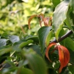 Kornoelje (Cornus Kousa Chinensis) -Tuinplanten Winkel cornus kousa chinensis 4