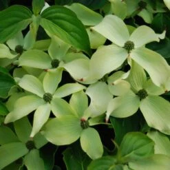 Kornoelje (Cornus Kousa Chinensis) -Tuinplanten Winkel cornus kousa chinesis