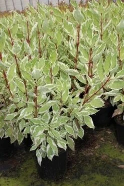 Bonte Kornoelje (Cornus Alba 'Elegantissima') -Tuinplanten Winkel cornus alba elegantissima 2