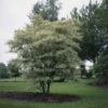 Kornoelje (Cornus Alternifolia 'Argentea') -Tuinplanten Winkel cornus alternifolia argentea