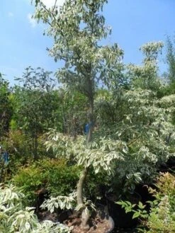 Reuzenkornoelje (Cornus Controversa 'Variegata') -Tuinplanten Winkel cornus controversa variegata 175 200 250