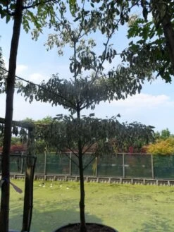 Reuzenkornoelje (Cornus Controversa 'Variegata') -Tuinplanten Winkel cornus controversa variegata 250 300 c285