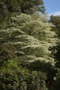 Reuzenkornoelje (Cornus Controversa 'Variegata') -Tuinplanten Winkel cornus controversa variegata 2 1