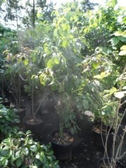 Amerikaanse Kornoelje (Cornus Florida 'Rubra') -Tuinplanten Winkel cornus florida 150 175 200 c50 3