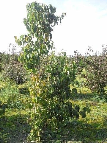 Veelbloemige Kornoelje (Cornus Florida 'Cloud Nine') 6 Veelbloemige Kornoelje (Cornus Florida 'Cloud Nine') - Afbeelding 4