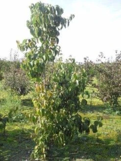 Amerikaanse Kornoelje (Cornus Florida 'Rubra') -Tuinplanten Winkel cornus florida 180 2