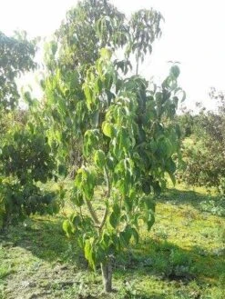 Amerikaanse Kornoelje (Cornus Florida 'Rubra') -Tuinplanten Winkel cornus florida 180 3 2