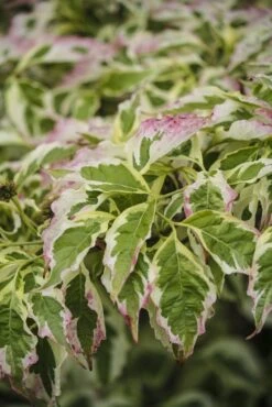 Kornoelje (Cornus Florida 'Cherokee Daybreak') -Tuinplanten Winkel cornus florida cherokee daybreak 1