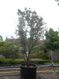 Amerikaanse Kornoelje (Cornus Florida 'Rubra') -Tuinplanten Winkel cornus florida rubra 400 500 c750