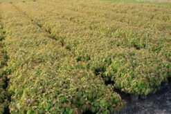 Dwergkornoelje (Cornus Stolonifera 'Kelseyi') -Tuinplanten Winkel cornus kelsey 1