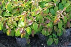 Dwergkornoelje (Cornus Stolonifera 'Kelseyi') -Tuinplanten Winkel cornus kelsey 2