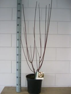 Kornoelje (Cornus Alba 'Kesselringii') -Tuinplanten Winkel cornus kesselringii c7 okt
