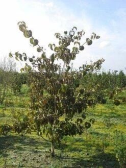 Kornoelje (Cornus Kousa Chinensis) -Tuinplanten Winkel cornus kousa 140 160