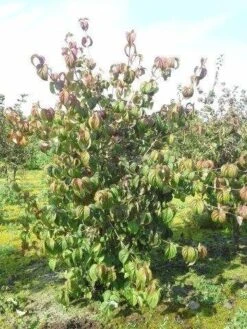 Kornoelje (Cornus Kousa Chinensis) -Tuinplanten Winkel cornus kousa 180