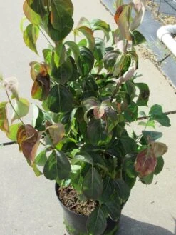 Kornoelje (Cornus Kousa Chinensis) -Tuinplanten Winkel cornus kousa chinensis 1