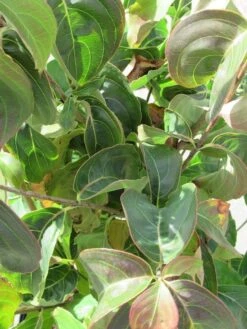 Kornoelje (Cornus Kousa Chinensis) -Tuinplanten Winkel cornus kousa chinensis 3