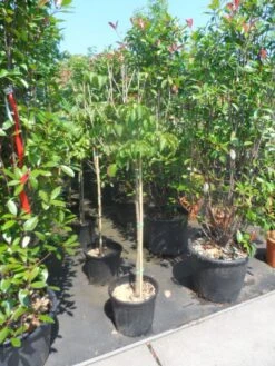 Japanse Kornoelje (Cornus Kousa) 15 Japanse Kornoelje (Cornus Kousa) -Tuinplanten Winkel cornus kousa satomi 100stam c20