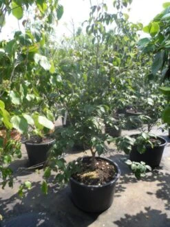 Japanse Kornoelje (Cornus Kousa) 16 Japanse Kornoelje (Cornus Kousa) -Tuinplanten Winkel cornus kousa satomi 150 175 200