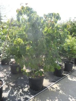 Japanse Kornoelje (Cornus Kousa) 17 Japanse Kornoelje (Cornus Kousa) -Tuinplanten Winkel cornus kousa satomi 200 225