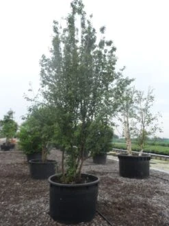 Gele Kornoelje (Cornus Mas) -Tuinplanten Winkel cornus mas 400 500 c750