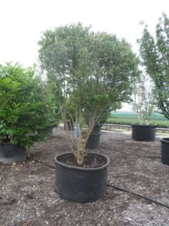 Gele Kornoelje (Cornus Mas) -Tuinplanten Winkel cornus mas ombrella c600