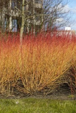 Kornoelje (Cornus Sanguinea 'Midwinter Fire') -Tuinplanten Winkel cornus sanguinea midwinter fire02