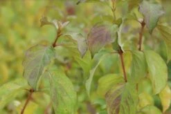 Kornoelje (Cornus Sanguinea 'Winter Beauty) -Tuinplanten Winkel cornus sanguinea winter beauty 2