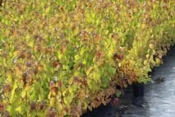 Kornoelje (Cornus Sanguinea 'Winter Beauty) -Tuinplanten Winkel cornus winter beauty 1