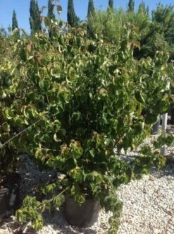 Japanse Kornoelje (Cornus Kousa 'Weisse Fontaine') -Tuinplanten Winkel cornuskousa125