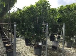 Japanse Kornoelje (Cornus Kousa 'Weisse Fontaine') -Tuinplanten Winkel cornuskousa175