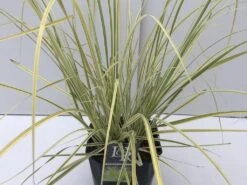 Pampasgras (Cortaderia Selloana 'Splendid Star')