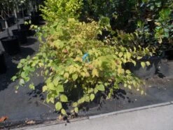 Schijnhazelaar (Corylopsis Pauciflora) -Tuinplanten Winkel corylopsis pauciflora c15