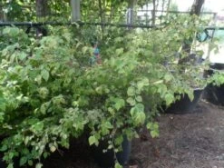 Schijnhazelaar (Corylopsis Pauciflora) -Tuinplanten Winkel corylopsis pauciflora solitair 100 150