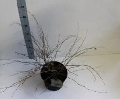 Schijnhazelaar (Corylopsis Pauciflora) -Tuinplanten Winkel corylopssi pauciflora 40 50 cm co. 7.5l z kopie