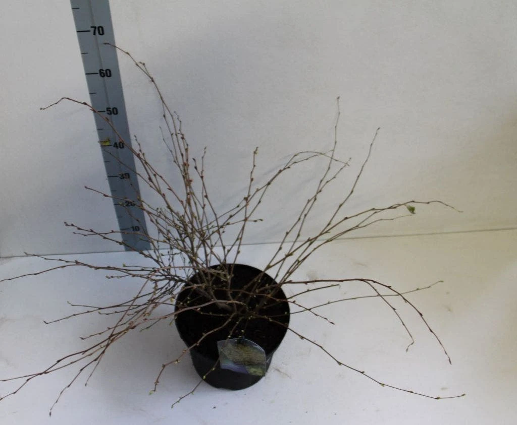 Schijnhazelaar (Corylopsis Pauciflora) - Afbeelding 5