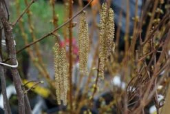 Hazelaar/Hazelnoot (Corylus Avellana 'Webb's Prize Cob') 13 Hazelaar/Hazelnoot (Corylus Avellana 'Webb's Prize Cob') -Tuinplanten Winkel corylus avellana prizecob lm01