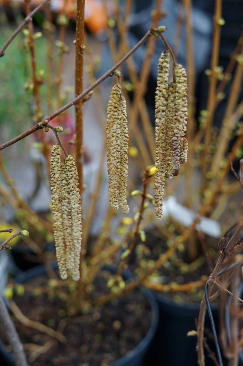 Hazelaar/Hazelnoot (Corylus Avellana 'Webb's Prize Cob') 5 Hazelaar/Hazelnoot (Corylus Avellana 'Webb's Prize Cob') - Afbeelding 3