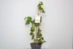 Kronkelhazelaar (Corylus Avellana 'Medusa')