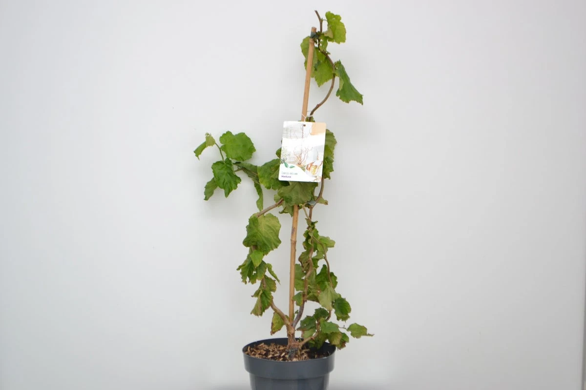 Kronkelhazelaar (Corylus Avellana 'Medusa') 3 Kronkelhazelaar (Corylus Avellana 'Medusa')