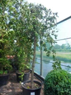 Kronkelhazelaar Als Boom (Corylus Avellana 'Contorta') -Tuinplanten Winkel corylus avellana contorta 20 25ho c160