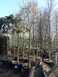 Kronkelhazelaar Als Boom (Corylus Avellana 'Contorta') -Tuinplanten Winkel corylus avellana contorta 2025cm